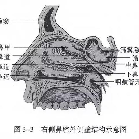 干细胞技术重塑鼻甲再生，鼻腔健康新篇章开启