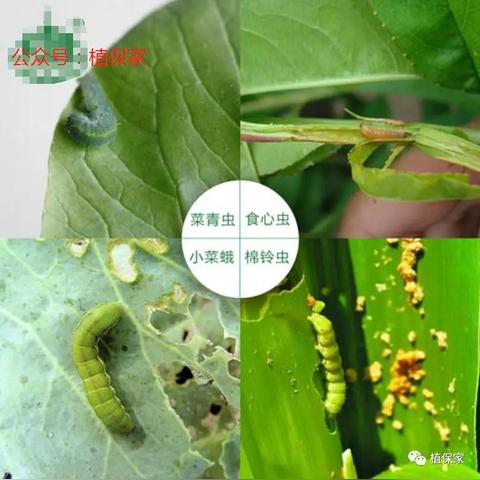 最新螨类农药，科技农业的新突破