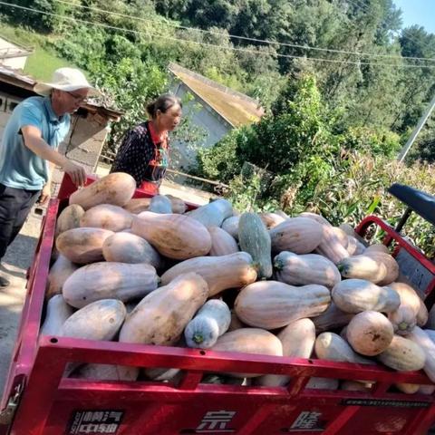 广元红岩镇最新动态速递